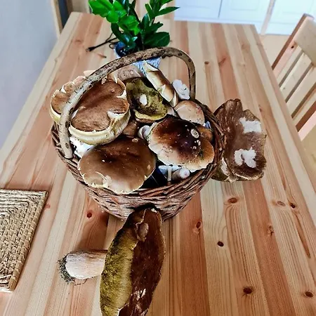 Zorka