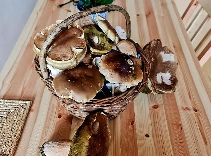 Zorka